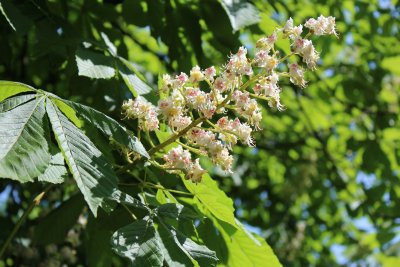 Aesculus hippocastanum - jírovec koňský (maďal) - květenství a listy (2)